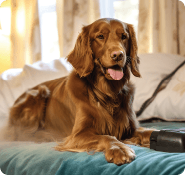 Pet Insurance